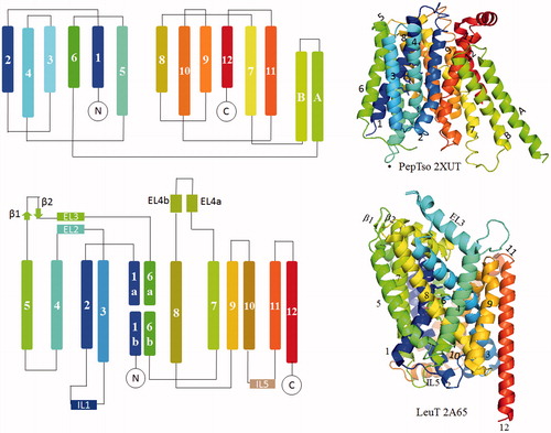 Figure 2. Left, topology diagrams of MFS fold representative protein PepTso and LeuT fold protein LeuT. Right, structures are shown as cartoon using PyMOL (www.pymol.org). This Figure is reproduced in color in Molecular Membrane Biology online.