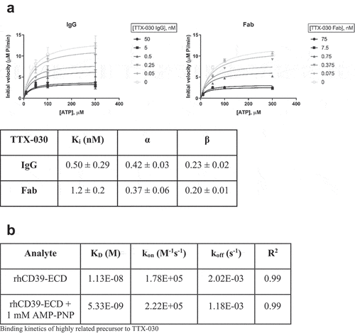 Figure 4. TTX-030 is an uncompetitive inhibitor of CD39 ATPase activity. A, SK-MEL-28 CD39-mediated ATPase initial velocities of Pi release as a function of ATP concentration were plotted for a titration of TTX-030 IgG (left panel) or Fab (right panel) and globally fit to the partial, mixed inhibition equation to obtain the inhibitor constant, Ki, α, and β. α is a parameter that determines the mechanism of inhibition where α < 1 indicates an uncompetitive mechanism; β is a parameter that determines the extend of partial inhibition where zero indicates complete inhibition and 1.0 indicates no inhibition. IgG, Error bars, S.D., n= 4. Fab, Error bars, S.E., n= 1. B, Binding kinetics of a highly related precursor to TTX-030 to recombinant extracellular domain of human CD39, rhCD39-ECD, in the presence or absence of non-hydrolyzable ATP analog, AMP-PNP. Binding to rhCD39-ECD was approximately 2-fold stronger in the presence of 1 mM AMP-PNP, supporting an uncompetitive mechanism. Data were globally fit to 1:1 binding model. KD, dissociation constant; kon, association (or on) rate; koff, dissociation (or off) rate