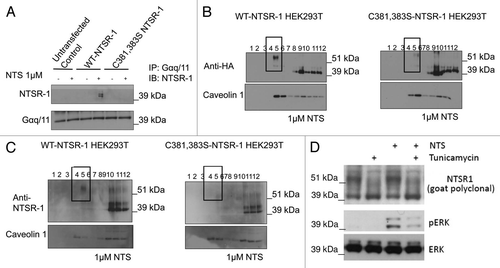 Figure 6 NTSR-1 palmitoylation is required for optimal interaction with Gαq/11A within SMDs. (A) HEK293T cells transfected with WT-NTSR-1 and C381,383S NTSR-1 were serum-starved for 24 h before 15 min stimulation with 1 µM NTS. The cells were then lysed using TritonX-100 buffer and immunoprecipitated using anti-Gαq/11 antibody. The immunoprecipitates were immunoblotted with anti-NTSR-1. Representative blots from n = three separate experiments. (B and C) HEK293T cells transfected with HA-tagged (B) or non-HA-tagged (C) WT-NTSR-1 or C381,383S NTSR-1 were serumstarved for 24 h before 15 min stimulation with 1 µM NTS. The lysates were then subjected to detergent free-sucrose gradient fractionation and the fractions were immunoblotted with either anti-HA (B) or anti-NTSR-1 (C). All blots were re-probed with anti-caveolin-1 to assess equal loading as well as to identify caveolin-enriched SMDs. (D) HEK293T cells transfected with WT-NTSR-1 were pretreated with 1 µg/ml tunicamycin for 24 h before stimulation with 1 µM NTS for an additional 15 min. Representative blots from n = three separate experiments.