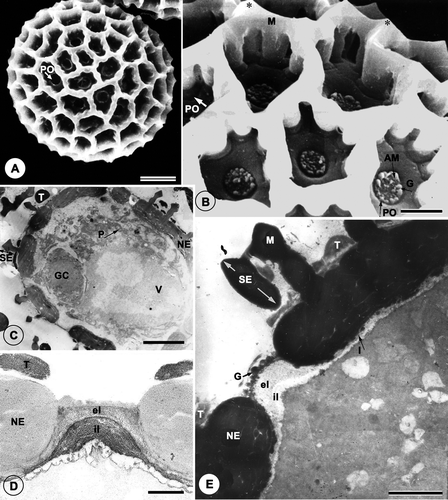 Figure 1. A–E. The mature pollen grain of Tribulus terrestris: A, B. SEM; C–E. TEM. A. Whole, pantoporate grain; note pore (PO). B. The reticulum with polygonal lumina of varying size and shape. In each lumen there is a pore (PO); ectexinous granules (G) are seen on the aperture membrane (AM) and the muri (M) have pyramidal thickenings at the intersections of the muri (*). C. A section of a mature pollen grain [pre-fixed in glutaraldehyde, post-fixed in osmium tetroxide (OsO4) then stained with potassium permanganate (KMnO4)] with a large central vacuole (V), numerous plastids (P), generative cell (GC); the sexine (SE) and nexine (NE) are interrupted by pores. D. Detail of the interporal region [material pre-fixed in glutaraldehyde, post-fixed in osmium tetroxide (OsO4) then stained with potassium permanganate (KMnO4)]: sexine (SE), nexine (NE), ectexinous granules (G) on the pore membrane, murus (M), tryphine (T); intine (I), external layer of the intine (el), internal layer of the intine (il). E. Detail [material pre-fixed in glutaraldehyde then post-fixed in osmium tetroxide (OsO4)] of the mesopore (in Thiéry test) intine and tryphine show positive; the internal layer of the intine (il) is intensely positive, while the external layer (el) is moderately positive. Scale bars – 10 μm (A); 1 μm (B, E); 5 μm (C); 2 μm (D).