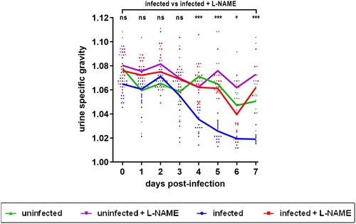 Figure 5. Influence of EHEC infection and L-NAME treatment on the urine specific gravity of mice. Mice, treated or not with L-NAME, were left uninfected or were infected with EDL933 and injections of ciprofloxacin were performed at 1, 2 and 3 DPI. At the indicated time points, urine was collected from each animal and the urine specific gravity was measured using a refractometer. Each dot represents one mouse and curves represent mean values. An ANOVA with the Holm-Sidak test was applied to compare all groups each day. ns: non-significant; *p < .05; ***p < .001.