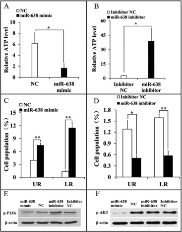 Figure 4. miR-638 promotes immature Sertoli cells apoptosis through inactivating PI3K/AKT signaling pathway. ST cells were treated with miR-638 mimics or NC and miR-638 inhibitors or inhibitor NC. (A) Content of ATP was measured by ELISA assay in ST cells transfected with miR-638 mimics or NC. Relative ATP level of NC group was normalized with the miR-638 mimics group. (B) Content of ATP was measured by ELISA assay in ST cells transfected with miR-638 inhibitors or inhibitor NC. Relative ATP level of miR-638 inhibitor was normalized with inhibitor NC group. (C) Cell apoptosis of ST cells transfected with miR-638 mimics or NC was measured 48 h after transfection using Annexin-V/PI staining, followed by flow cytometer analysis. UR: late apoptosis, LR: early apoptosis. (D) Cell apoptosis of ST cells transfected with miR-638 inhibitors or inhibitor NC was measured 48 h after transfection using Annexin-V/PI staining, followed by flow cytometer analysis. (E) p-PI3K (phospho Tyr458) protein levels were detected using Western blot assay. (F) p-AKT (phospho Ser473) protein levels were detected using Western blot assay. Data are presented as the mean ± S.D. (three independent replicates per group). * P < 0.05, ** P < 0.01.