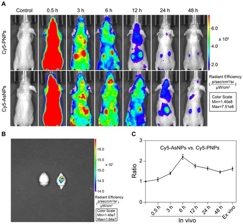 Figure 5 In vivo distribution of AsNPs.Notes: (A) In vivo images of glioma-bearing nude mice. The mice were injected with Cy5-PNPs or Cy5-AsNPs via the tail vein and imaged at different time intervals. (B) Ex vivo images of the brains. The mice were perfused at 48 h post-injection, and then ex vivo imaging of the brains was performed. (C) The fluorescence intensity ratio of Cy5-AsNPs to that of Cy5-PNPs at the tumor site. Data are shown as the mean ± SD (n = 3).Abbreviations: AsNPs, PEG- and As1411-functionalized silver nanoparticles; PNPs, PEGylated silver nanoparticles; h, hours; SD, standard deviation; n, number.