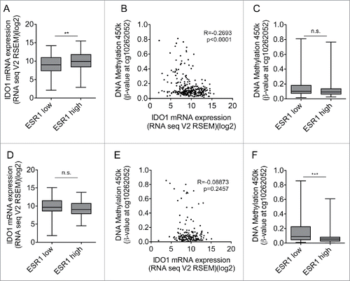 Figure 5. High ESR1 expression is not associated with IDO1 promoter methylation and reduced IDO1 expression in cervical and endometrial carcinoma. (A) IDO1 mRNA expression is higher in ESR1 high (n = 152, higher than the median ESR1 expression) than ESR1 low (n = 153, equal or lower than the median ESR1 expression) cervical cancers (TCGA, cervical squamous cell carcinoma and endocervical adenocarcinoma; Student's t-test, **p < 0.01). (B) The DNA methylation at cg10262052 inversely correlates with IDO1 mRNA expression derived from TCGA (n = 305, Spearman's rank correlation). (C) The DNA methylation level of cg10262052 does not differ between ESR1 low (n = 153) compared with ESR1 high (n = 152) cervical cancers (TCGA, cervical squamous cell carcinoma and endocervical adenocarcinoma, Mann–Whitney U test). (D) IDO1 mRNA expression does not differ between ESR1 low (n = 87, equal and lower than the median ESR1 expression) compared with ESR1 high (n = 86, higher than the median ESR1 expression) human endometrial carcinoma tissues derived from TCGA uterine corpus endometrial carcinoma RNASeq data; Student's t-test. (E) The DNA methylation at cg10262052 does not correlate with IDO1 mRNA expression derived from TCGA uterine corpus endometrial carcinoma (n = 173, Spearman's rank correlation). (F) The DNA methylation level of cg10262052 is lower in ESR1 high (n = 86) compared with ESR1 low (n = 87) endometrial carcinomas (TCGA, uterine corpus endometrial carcinoma, Mann–Whitney U test). Box plots represent the medians and the 75% and 25% percentiles. Whiskers extend to min and max values.