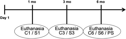 Figure 1. Timeline of the study. mo: month; C1: control group 1 month (10 animals); S1: smoke group 1 month (10 animals); C3: control group 3 months (10 animals); S3: smoke group 3 months (10 animals); C6: control group 6 months (10 animals); S6: smoke group 6 months (10 animals); PS: provisional smoking group (6 animals).