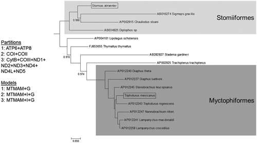 Figure 1. Partitioned Bayesian phylogenetic tree of 3623 amino acid positions for 16 teleost species, T. mexicanus and S. atriventer are in boxes. Bayesian analysis was run over two chains for 5 × 107 generations, sampling each chain every 103 generations with MrBayes (Ronquist and Huelsenbeck Citation2003). The first 25% of sampled trees were discarded as burning and only posterior probabilities below 1.0 are shown. Genes and models of evolution for each partition are also reported. The MTMAM model of protein evolution (Cao et al. Citation1998; Yang et al. Citation1998) with gamma or gamma plus invariant sites was the best model for each respective partition based on BIC in PartitionFinder2. GenBank accession numbers are shown for additional species included in this analysis.