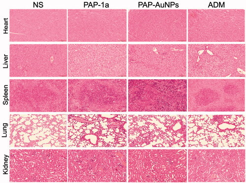 Figure 11. The toxicity of PAP-1a and PAP-AuNPs in vivo.