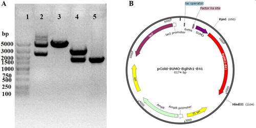 Figure 4. Vector construction of pCold-BglNh. (A) Plasmid digestion with endonuclease. Lane 1: molecular weight standard (cat. # 3428A, Takara); Lane 2: pCold-BglNh vector; Lane 3: pCold-BglNh vector digested by Kpn I restriction endonuclease; Lane 4: pCold-BglNh vector digested by Kpn I and Hind III restriction endonucleases;5, BglNh PCR product (1452 bp). (B) Diagram of pCold-BglNh vector.