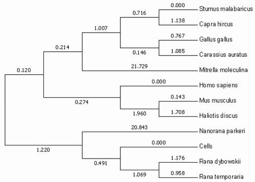 Figure 4. Evolutionary tree analysis. The tree was constructed using the molecular phylogenetic analysis by maximum likelihood method based on gene sequence in MEGA 5.1.
