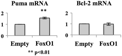 Figure 5. Expression of anti- or pro-apoptotic factors in MT-2CA1FoxO1. Total RNA was isolated from MT-2CA1Empty and MT-2CA1FoxO1 cells and the amount of Puma or Bcl-2 measured using real-time RT-PCR. Values shown are relative to the amount in MT-2CA1Empty cells. Differences between MT-2CA1Empty and MT-2CA1FoxO1 cells were analyzed using a Student’s t-test.