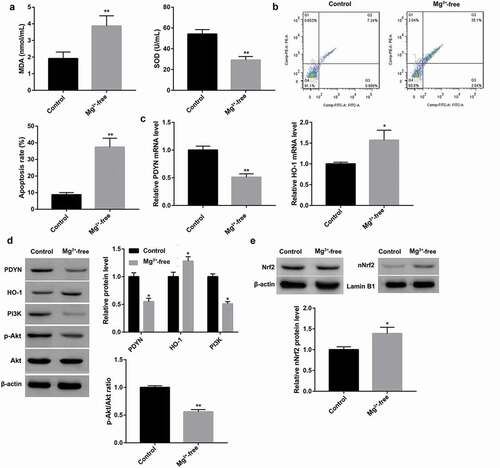 Figure 2. Decreased PDYN expression and suppressed PI3K/Akt/Nrf2/HO-1 pathway in epileptiform hippocampal neurons MDA content and SOD activity (a) using commercial kits, cell apoptosis (b) using flow cytometry, mRNA expression of DYN and HO-1 (c) using RT-qPCR, and protein expression of PDYN, total Nrf2, nuclear Nrf2, HO-1, PI3K, as well as phosphorylation level of Akt (p-Akt) (d-e) using western blot, in cultured hippocampal neurons exposed to Mg2+-free solution or not. *p < 0.05, **p < 0.01, vs. Control group.