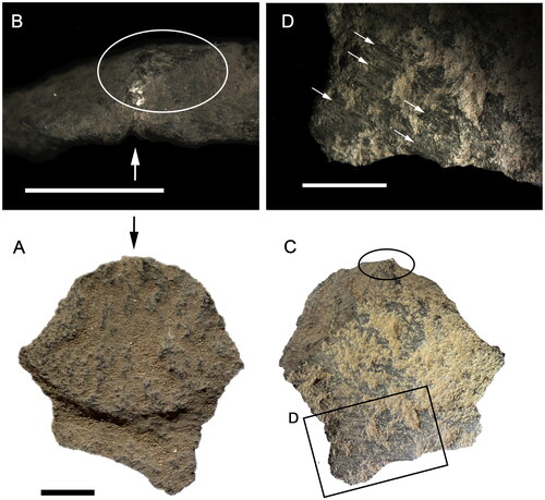 Figure 10. 200–300-year-old use-flake from a ground-edge axe (Square A, XU4c, #2101). (A) Ventral surface (cf. compression-controlled crack propagation). Arrow shows the impact point. (B) Platform. Arrow shows the impact ridge. (C) Dorsal surface. (D) Detail of ground surface. Ellipses show the ground surface on the platform—probably part of the cutting edge of the stone axe. Scale bars are 5 mm (photographs by Richard Fullagar).