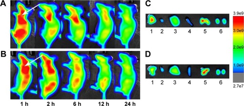 Figure 11 In vivo fluorescence imaging of an SK-Hep-1 tumor-bearing mouse model after injection of ST21-H3R5-PEG and H3R5-PEG.Notes: (A) ST21-H3R5-PEG; (B) H3R5-PEG. Images of dissected organs of an SK-Hep-1 tumor-bearing model sacrificed 24 hours after the injection of (C) ST21-H3R5-PEG and (D) H3R5-PEG (1, tumor; 2, heart; 3, liver; 4, spleen; 5, lung; 6, kidney). Arrow: the position of the tumor.Abbreviations: H3R5, disulfide cross-linked stearylated polyarginine peptide modified with histidine; PEG, polyethylene glycol; ST21, cell penetrating peptide-modified aptamer; h, hour.