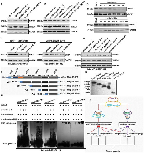 Figure 10. MIR-G-1 upregulates TMED5 and LMNB1 in a GRSF1-dependent manner. (a-b) Western blot assay showed the expression levels of TMED5 and LMNB1 transfected with the indicated plasmids in HeLa cells. (c) Western blot assay showed the expression levels of GRSF1 after treatment with the shR-GRSF1 technology in HeLa cells. (d) Western blot assay showed the EGFP protein levels in #12 shR-GRSF1 HeLa cells transfected with the indicated plasmids. (e) Western blot assay showed the expression levels of TMED5 and LMNB1 in #12 shR-GRSF1 HeLa cells transfected with the indicated plasmids. (f-g) GRSF1 mapping fragments were shown and identified by western blot assay. (h) RNA EMSA assay showed the interaction of GRSF1 or GRSF1-1 or GRSF1-2 or GRSF1-3 or GRSF1-4 and MIR-G-1. (i) The diagram of MIR-G-1 upregulating TMED5 and LMNB1 to promote malignancy and nuclear autophagy in cervical cancer cells. Experiments were performed 3 times, and data are presented as means ± SD.*P < 0.05; **P < 0.01; ***P < 0.001; ns, not significant.