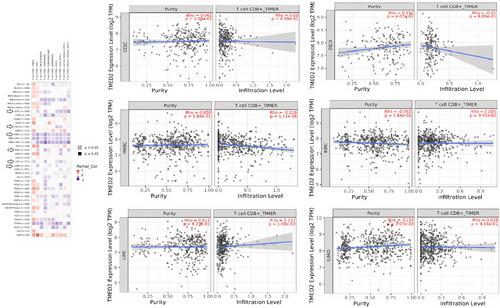 Figure 9 Spearman correlational analysis of TMED2 expression with CD8+ T immune cells level in CESC, ESCA, HNSC, KIRC, LIHC, and LUAD via TIMER. A p-value < 0.05 was considered as significant.