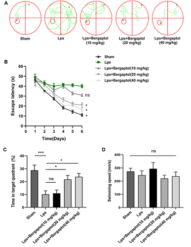 Figure 2 Effect of Bergaptol on LPS-induced cognitive impairment in mice, (A) Representative water maze traces of different groups on day 3. (B) Escape latency analysis. (C) Time spent in the target zone in the probe test. (D) Swimming speed of different groups. The results are expressed as the mean ± SEM (n=8–10). *p < 0.05 and ***p < 0.001 as compared with the LPS group.