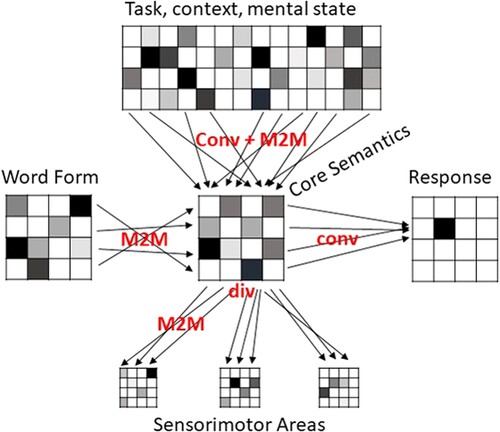 Figure 2. Possible pattern transformations involved in a simplified illustration of a word recognition task. The neural patterns associated with an input word form are transformed into a pattern in a multimodal semantic core area. We here assume the connectivity of the corresponding brain systems to be many-to-many. The pattern in the semantic core area is then transformed into a response (e.g. a button press if it refers to an animal). This likely involves convergent connectivity from a distributed semantic representation to a localised motor output. The semantic representation is affected by converging top-down signals from multiple brain systems reflecting task demands, context and mental state. The semantic representation also involves divergent connectivity to distributed sensorimotor areas. This connectivity is divergent to multiple modal brain areas (e.g. visual, auditory, motor cortices), but for each particular modality may be many-to-many. M2M: many-to-many; conv: convergent; div: divergent