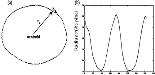 FIGURE 6 A: External boundary of a potato with its centroid point, B: 1-D corresponding boundary signature.