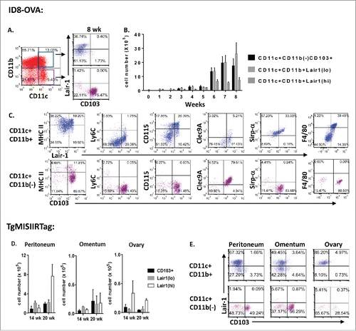 Figure 1. Dendritic cell subsets accumulate in the tumor environment during ovarian cancer progression. (A–C) Flow cytometric analysis of peritoneal DC subpopulations at weekly time points from tumor-free controls (week 0) or tumor-bearing mice injected with 5 × 106 ID8ova cells intraperitoneally on day 0 (n = 3–5 mice/time point). (A) Representative dot plots of CD11c(hi)CD11b+ and CD11c(hi)CD11b(–) DC gating and analysis of CD103+ and Lair-1 expression. (B) Absolute cell number of peritoneal DC subpopulations at each time point. (C) Representative phenotypic analysis of CD11c(hi)CD11b+ and CD11c(hi)CD11b(–) DCs collected at week 8. (D, E) Analysis of DC subsets from the peritoneum, omentum or ovaries of 20-week old TgMISIIRTag mice (n = 3/time point). (D) Absolute cell number of DC subsets. (E) Representative dot plots of CD11c(hi)CD11b+ and CD11c(hi)CD11b(–) gated DC populations for CD103+ and Lair-1 expression.
