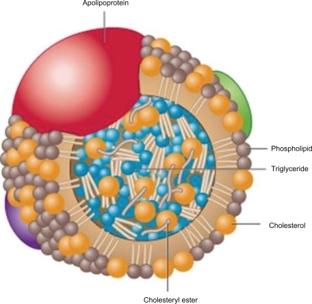 Figure 2 Apo B lipoprotein with neutral lipids contained in the core.Reproduced with permission from Koschinsky ML, Marcovina SM. In: Ballantyne, CM, editor. Clinical Lipidology: A Companion to Braunwald’s Heart Disease. Philadelphia: Saunders Elsevier; 2009:130–143.Citation13 Copyright © 2009 Elsevier.