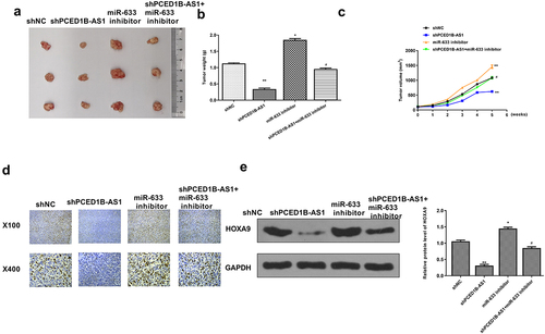 Figure 8. Knockdown of PCED1B-AS1 inhibited the tumorigenicity of colorectal adenocarcinoma in vivo. (a) The representative images of subcutaneous tumors. (b) Tumor weight. (c) Tumor volume. (d) Ki67 immunochemistry assay. (f) The protein level of HOXA9 in tumors was evaluated by Western blot. * p < 0.05, ** p < 0.01 vs sh-NC and # p < 0.05 vs sh-PCED1B-AS1.