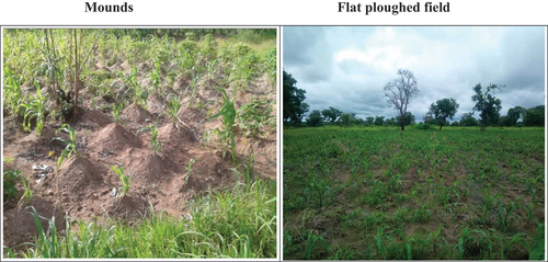 Figure 2. Mounds flat ploughed field shift in forms of tillage.