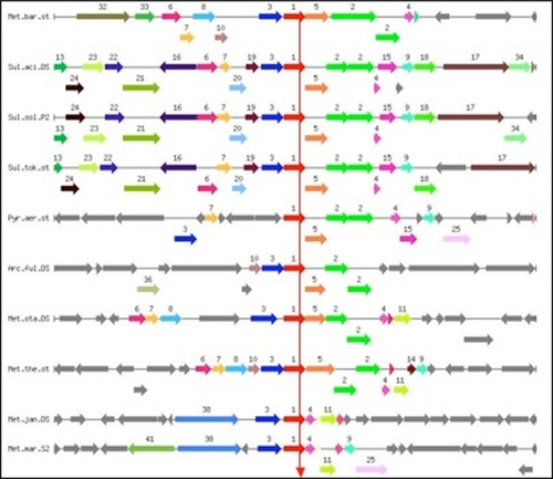 Figure 1 Graphical display of the chromosomal neighborhood of sbds genes in archeal genomes. Arrows correspond to open reading frames, same color and number depicts gene orthology. Vertical arrow connects pinned genes (red arrows), ie, orthologs of sbds gene from Methanosarcina barkeri (upper line). Genes encode 1-SBDS protein (AAB90746.1 and its orthologs), 2-probable exosome complex exonuclease 2 (EC 3.1.13.-)/tRNA nucleotidyltransferase, 3-proteasome subunit α (EC 3.4.25.1), 4-probable exosome complex RNA-binding protein 1, 5-large ribosomal subunit protein L37 Ae, 7-large ribosomal subunit protein L15e, 8-ribonuclease P (tRNA processing) protein component 3 (EC 3.1.26.5), 9-ribonuclease P protein component 2 (EC 3.1.26.5), 10-prefoldin, chaperonin cofactor, and 11-predicted exosome subunit containing the IMP4 domain present in small nuclear ribonucleoprotein. 16 kbp regions are shown.