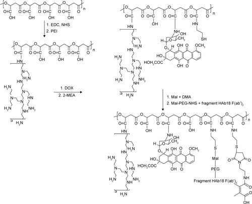 Figure 2 Synthesis of DOX-loaded, PEI, fragment HAb18 F(ab′)2 and DMA decorated PMLA (DOX/HDPEPM) nanoconjugates.Abbreviations: DMA, 2,3-dimethylmaleic anhydride; DOX, doxorubicin; EDC, 1-(3-dimethylaminopropyl)-3-ethylcarbodiimide; HDPEPM, nanoconjugate formed by covalent attachment of fragment HAb18 F(ab′)2 and 2,3-dimethylmaleic anhydride to polyethylenimine-modified poly(β-L-malic acid); Mal, maleimide; NHS, N-hydroxysuccinimide; PEG, polyethylene glycol; PEI, polyethylenimine; PMLA, poly(β-L-malic acid).