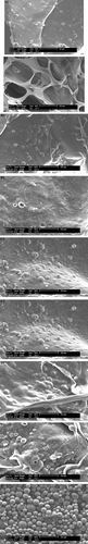 Figure 1 SEM images of the microspheres and film. A1. Collagen: Chitosan 1:0; A2. A1 degradation 2W; B1. Collagen:Chitosan 9:1; B2. B1 degradation 2W; C1. Collagen: Chitosan 4:1; C2. C1 degradation 2W; D1. Collagen:Chitosan 3:2; D2. D1 degradation 2W; E. microspheres.