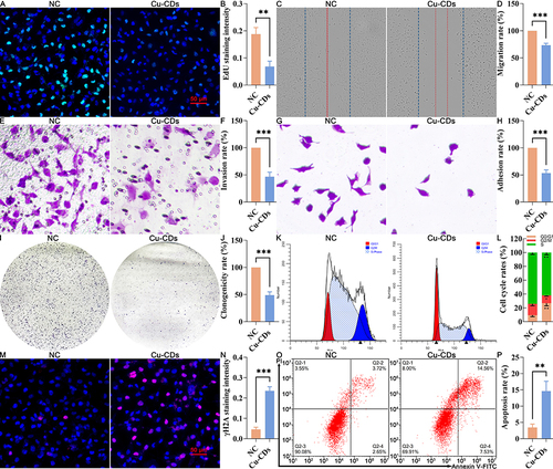 Figure 5 Effect of Cu-CDs treatments on the viability, proliferation, migration, invasion, adhesion, clonogenicity, cell cycle distribution, and apoptosis of MDA-MB-231 cells. (A) Representative EdU staining. (B) Relative EdU staining intensity. (C) Representative result of cell migration. (D) Quantitative result of cell migration. (E) Representative result of cell invasion. (F) Quantitative result of cell invasion assay. (G) Representative result of cell adhesion. (H) Quantitative result of cell adhesion assay. (I) Representative result of colony formation assay. (J) Quantitative result of colony formation assay. (K) Cell cycle distribution by flow cytometry. (L) Percentage of cells in each cell cycle phase. (M) Representative IF staining of γH2A. (N) Relative staining intensity of γH2A. (O) Representative FACS result of Annexin V/PI staining. (P) Apoptosis rate. *Represents P<0.05, with **Representing P<0.01, and ***Representing P<0.001.