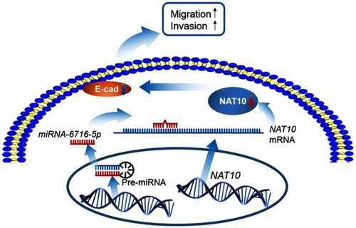 Figure 7 Working model depicting the role of the miR-6716-5p/NAT10 in CRC progression. MiR-6716-5p downregulates the expression of NAT10, which could downregulate E-cadherin level, and in turn promotes CRC cell migration and invasion.