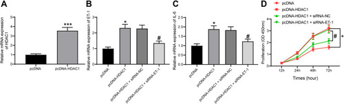 Figure 5 HDAC1 regulates ET-1 to promote DN progression. (A) HDAC1 expression in HG-treated GMCs after pcDNA-HDAC1 transfection determined by RT-qPCR (unpaired t test, ***p < 0.001); (B) ET-1 expression in each group of GMCs determined by RT-qPCR (one-way ANOVA, *p < 0.05 vs pcDNA; # p < 0.05 vs pcDNA-HDAC1 + siRNA-NC); (C) IL-6 expression in each group of GMCs determined by RT-qPCR (one-way ANOVA, *p < 0.05 vs pcDNA; # p < 0.05 vs pcDNA-HDAC1 + siRNA-NC); (D) proliferation of each group of cells determined by CCK-8 method (two-way ANOVA, *p < 0.05 vs pcDNA; # p < 0.05 vs pcDNA-HDAC1 + siRNA-NC). Data were exhibited as mean ± SEM from three independent experiments.