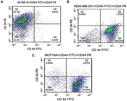 Figure 1 Flow cytometric analysis of SK-BR-3 (A). SK-BR-3 (B). MDA-MB-231 (C) MCF-10A. Cells were stained with anti-CD44 and anti-CD24 antibody and analyzed by flow cytometry (BD Biosciences). The experiments were repeated in duplicate. Data were analyzed with the Flowjo software (Tree Star Inc.).