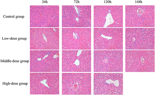 Figure 5 Sodium cyclamate induced liver injury. The liver sections were stained with HE and examined (magnification ×400). HE, hematoxylin and eosin.