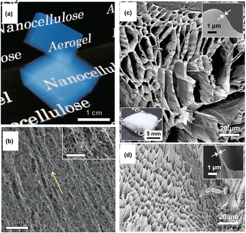 Figure 2. Porous NC materials. (a) Liquid-crystalline NC aerogel prepared by supercritical drying and (b) its scanning electron micrograph. Reprinted with permission from [Citation47]. Copyright 2014 John Wiley and Sons. (c) and (d) Ultrahigh porosity foams with solid volume fractions of 0.32% and 1.04%, respectively. Reprinted with permission from [Citation48]. Copyright 2016 Nature Publishing Group.
