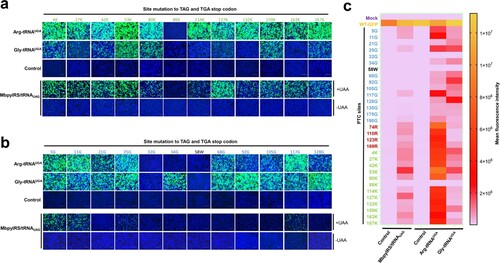 Figure 3. Comparison of the read-through efficacy of PTC sites using GCE and ACE-tRNA technology. (a) Arg-tRNAUGA, Gly-tRNAUGA or control vector pUC57 was cotransfected with PTC-EGFP-Lys mutants or (b) PTC-EGFP-Gly mutants. The EGFP-WT-transfected group was used as a positive control, and the mock-transfected group was used as a negative control (upper panel). The EGFP-WT or PTC-EGFP plasmid was cotransfected with the MbPylRS/tRNACUA plasmid into HEK-293T cells. Two parallel experiments were conducted. Cell culture medium was replaced with fresh medium supplemented with 2% FBS with or without 1 mM UAA (NAEK) at 6 h posttransfection (lower panel). Fluorescence microscopy was used to compare the read-through efficacy of GCE and ACE-tRNA technology. (c) Heatmap of the PTC-EGFP read-through efficacy mediated by GCE and ACE-tRNA technology. The MFI of EGFP was evaluated using FACS. Experiments were repeated three times.