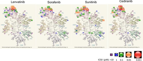 Figure 2 Kinome analysis of lenvatinib. Tyrosine kinase assays were performed by an ELISA and Off-chip Mobility Shift Assay (MSA) by Carna Biosciences, Inc. (Kobe, Japan). A kinome map was made using Cell Signaling Technology (Beverly, MA) methodology. Illustration reproduced courtesy of Cell Signaling Technology, Inc. (www.cellsignal.com).