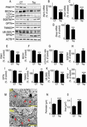 Figure 5. Pharmacological blockade of XBP1s impacts mitophagy, mitochondrial morphology and mtDNA in mice brain. (A) Two-month-old mice were intraperitoneally injected with toyocamycin (Toy) or vehicle (CT) as described in Methods. Seventy-two hours after injection, Xbp1s (B), Pink1 (C) and Dloop (D) mRNA were analyzed by RT-PCR as described in Methods. PINK1 (A and E), BECN1 (A and F), LC3-II:LC3-I ratio (A and G), SQSTM1 (A and H), OPTN (A and I), TIMM23 (A and J), UB (S65) (A and K), MFN2 (A and L) protein expressions were analyzed by western blot as described in Methods. ACTB expression is provided in (A) as a control of protein load. (B-L) Data are expressed as percent of CT vehicle-injected mice brain (taken as 100%) and are the means ± SEM of 9–14 mice for each group. Statistical significances were analyzed by Student’s t test and Mann-Whitney test, ** P < 0.01, *** P < 0.001, **** P < 0.0001. (M) Electron microphotographs illustrating mitochondrial morphology in brains (cortical region) from CT (upper) and Toy (lower)-injected mice. Red arrows point to mitochondria in two representative images of neuronal cell body (N, nucleus). (N and O) Quantification of mitochondria perimeter and area on brain slices from CT and Toy-injected mice. Bars correspond to the average mitochondria perimeter (N, µm) and area (O, µm2) counted from 20–30 images of neuronal cell bodies (2 mice for each condition). Data are expressed as means ± SEM and statistical significances were analyzed by Mann-Whitney test, **** P < 0.0001