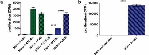 Figure 4. BEN-TBI results in T-cell tolerance to host, but not third party, MHC antigens in vitro. BALB/c recipient mice received 40 mg/kg BEN iv on day −2, 400 cGy TBI on day −1, and 107 BM with 3 × 106 SC from naïve C57BL/6 mice on day 0. ≥+100 days post-BMT, splenic T-cells of surviving mice were isolated and plated in an MLR with irradiated (1500 cGy) SC from naïve C57BL/6, BALB/c, and FVB/N mice. On day 3 of co-culture, 0.5 μCi tritiated-thymidine was added to each well and on day 4, cells were harvested and counts per minute (CPM), denoting proliferation, were measured using a gamma counter. T-cells from naïve C57BL/6 mice were also plated with C57BL/6, BALB/c, and FVB/N SC as a control (a). Additionally, BEN T-cells were stimulated with anti-CD3/CD28 beads and CPM were determined (b). Average CPM with SEM is shown. Pooled data from 3 experiments are shown, n = 6–12 mice/condition. **** p < .0001.