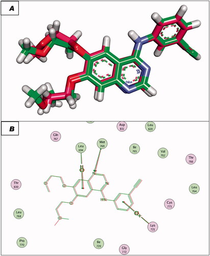 Figure 7. (A and B) 3D and 2D superimposition of the docked ligand (erlotinib; pink) and the original ligand (green) with RMSD value of 0.88 Å.