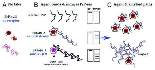 Figure 3. Model of invading ~25 nm TSE viral particle binding its required host PrP receptor to induce PrP-res amyloid. (A) Shows disintegration and elimination of the infectious particle with its nucleic acid core (solid circle) and protective protein capsid cage when there is no PrP on which to dock. (B) Shows two different PrP-res conformers induced by two different TSE viral strains (A and B particles with protective capsid cages). As previously modeled,Citation47 the infectious particle initiates or “seeds” the PrP misfolding. As now shown experimentally, this amyloid can continue to perpetuate itself even after agent elimination.Citation39 (C) Top depicts the manufacture of abundant TSE infectious particles with a residue of limited tightly bound PrP membrane attachment sites. Bottom shows late accumulating host PrP-res amyloid that can trap, protect, and eventually eliminate agent.Citation39