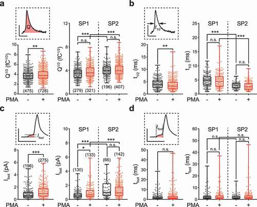 Figure 2. Vesicles from two different subpopulations show distinct quantal size, spike half width and fusion pore sizes but similar fusion pore lifetimes. (a) Q1/3, the cube root of the spike charge (Q, schematic diagram in the upper left), was analyzed to estimate quantal size. PMA treatment generally increased Q1/3 (lower left). Vesicles from SP2 showed a larger Q1/3 than those from SP1, but neither subpopulation was affected by PMA (right). (b) For the spike half width (t1/2, schematic diagram in upper left), PMA treatment generally decreased t1/2 (lower left). Vesicles from SP2 showed a shorter t1/2 than those from SP1, but neither subpopulation was affected by PMA (right). (c) The amplitude of the prespike foot (Ifoot, schematic diagram in the upper left) was analyzed to estimate the size of the initial fusion pore. PMA treatment generally increased Ifoot (lower left). Vesicles from SP2 showed a larger Ifoot than SP1, but only SP1 was slightly but significantly affected by PMA (right). (d) The duration of the prespike foot (tfoot, schematic diagram in the upper left) was analyzed to estimate the lifetime of the initial fusion pore. PMA had no effect on tfoot (lower left), and vesicles from SP1 and SP2 exhibited no significant difference in tfoot with and without PMA treatment. All data are from the same recordings presented in Figure 1. In total, 475 spike events and 196 foot events before PMA treatment and 728 spike events and 275 foot events after PMA treatment were analyzed from 17 cells independently. The Ns for statistics are shown in panels a and c. The data are presented in box plots with scatter plots. For comparison of two groups (low left of each panel), the Kolmogorov–Smirnov test was used to evaluate significance, and for comparison of four groups (right of each panel), the Kruskal-Wallis test followed by Dunn’s post hoc test was used. n.s. P > 0.05, * P < 0.05, **P < 0.01, ***P < 0.001.