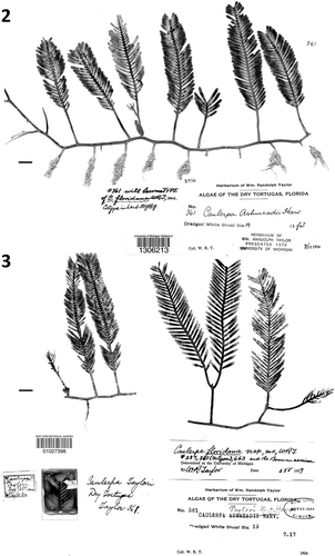 Figs 2–3. Holotype and isotype of Caulerpa floridana W.R. Taylor. Fig. 2. Holotype of WRT361 maintained at MICH. Note early identification as C. ashmeadii Harvey. Fig. 3. Isotype of WRT361 maintained at NY. Note early identification as C. ashmeadii Harvey, later corrected as C. taylori M.A. Howe. Scale bars: 1 cm (Figs 2–3).