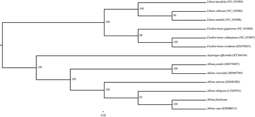 Figure 1. Phylogenetic analysis of A. fistulosum with 12 related species. Numbers in the nodes are the bootstrap values from 1000.