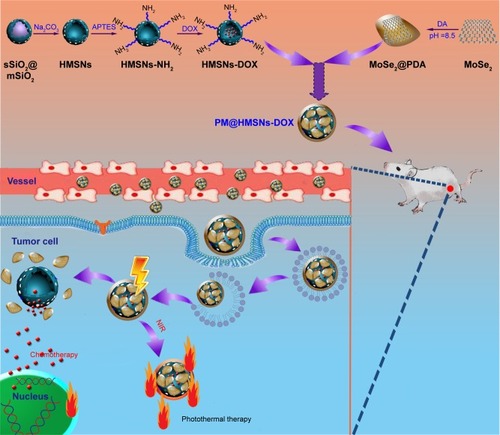 Figure 1 Schematic representation of the construction of PM@HMSNs-DOX for pH/NIR-responsive drug release and chemo-photothermal therapy.Abbreviations: sSiO2@mSiO2, solid silica core/mesoporous silica shell; HMSNs, hollow mesoporous silica nanoparticles; SiO2, silicon dioxide; APTES, 3-amino-propyltrimethoxysilane; DOX, doxorubicin; DA, dopamine; PDA, polydopamine; PM, polydopamine-coated MoSe2; NIR, near-infrared.