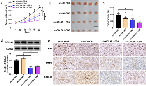 Figure 7. COL3A1 downregulation enhances the anti-tumor efficacy of DDP in A549/DDP xenografts.