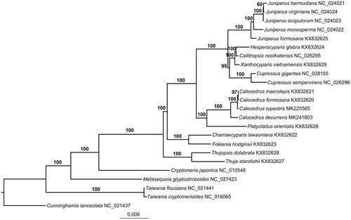 Figure 1. A maximum likelihood (ML) phylogenetic tree based on 24 Cupressaceae species is shown. Bootstrap support values are shown as numbers on branches.