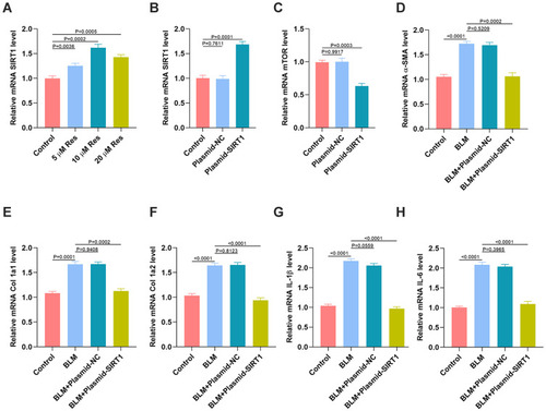 Figure 8 Res ameliorates SSc via regulation of SIRT1/mTOR signaling. (A) The expression of SIRT1 in HSFs with different treatments was measured by qRT-PCR analysis; (B) The expression of SIRT1 in HSFs after the SIRT1 plasmid inference was measured by qRT-PCR analysis; (C) The expression of mTOR in HSFs after the SIRT1 plasmid inference was measured by qRT-PCR analysis; (D–F) The expression of fibrotic genes in the different groups was measured by qRT-PCR analysis; (G, H) The expression of inflammatory cytokines IL-1β and IL-6 in the different groups was measured by qRT-PCR analysis. Data are the means ± SDs of three independent experiments.