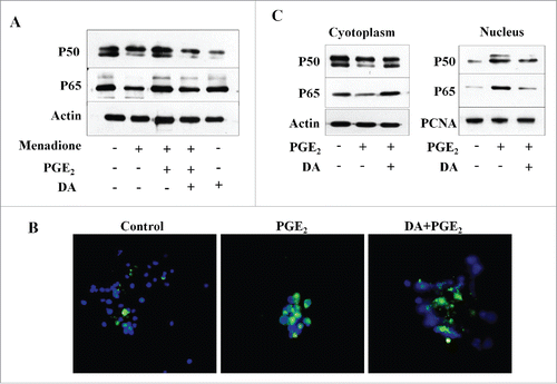 Figure 4. DA treatment inhibits PGE2-induced activation of NFκB pathway. (A) HL-60 cells were exposed to DA or PGE2. DA decreased the expression of NFκB subunits p50 and p65, as detected by protein gel blot. (B) The effect of DA on the expression of NFκB in PGE2-activated HL-60 cells by immunofluorescence microscopy. The nuclear translocation of NFκB was increased in PGE2-treated cells; however, the nuclear localization of NFκB was inhibited in DA-treated cells. Images were taken using a fluorescent microscope and merged with DAPI. Data are representative of 3 independent experiments. (C) Cytoplasmic and nuclear fractions were separated for HL-60 cells treated with PGE2 and/or DA. NFκB subunits p50 and p65 were detected by immunoblot analysis using antibodies specific for their expression in the cytoplasm and nucleus.