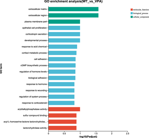 Figure 7 GO enrichment analysis of differentially expressed genes between WT and VPA group.